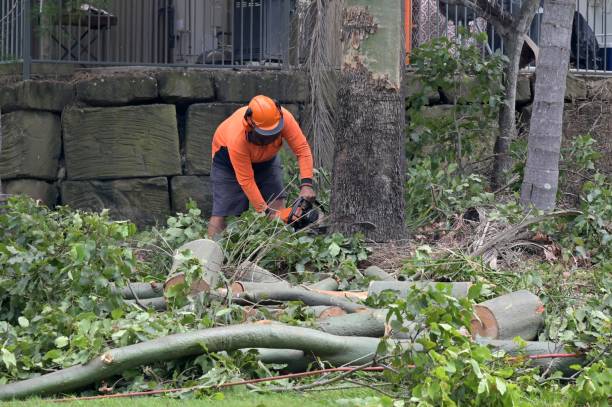 How Our Tree Care Process Works  in  Llano, TX